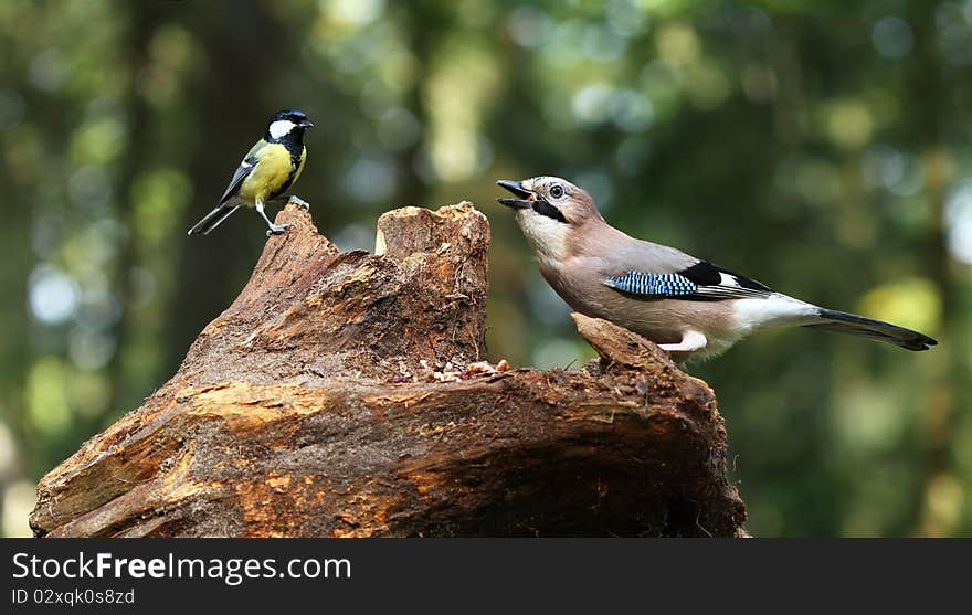 Stitched Panorama of jay and titmouse on a stump