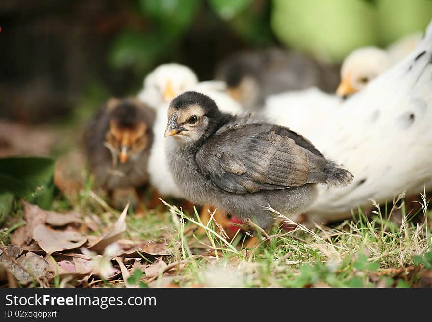 Closeup of a newly hatched chicken, other chidens and mama hen in the background. Closeup of a newly hatched chicken, other chidens and mama hen in the background