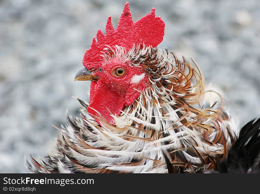 Closeup of a small multi colored frizzle bantam rooster. Closeup of a small multi colored frizzle bantam rooster