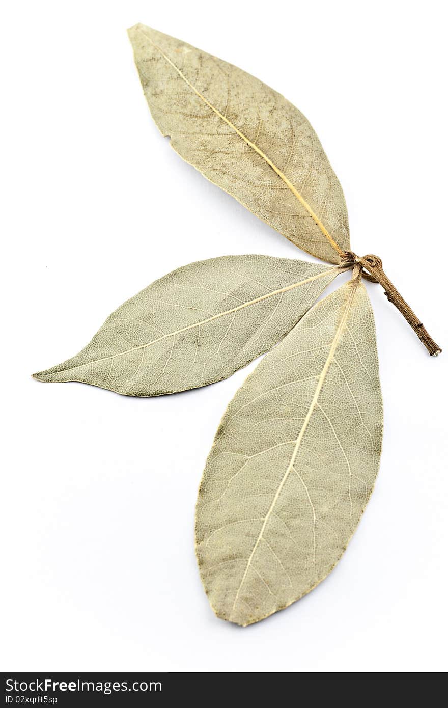 Three bay leaves on a white background.