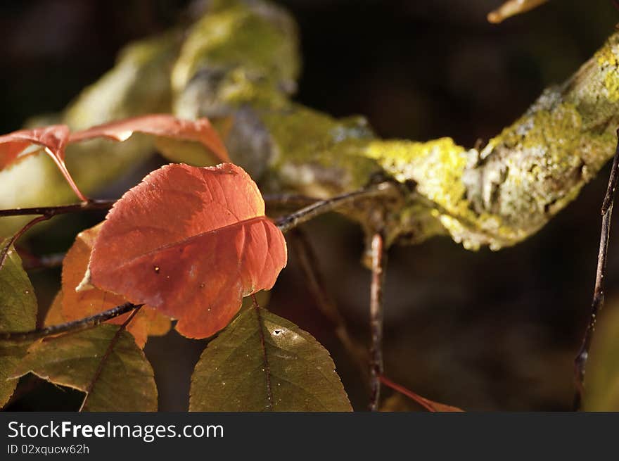 Red autumn leaf on dark background