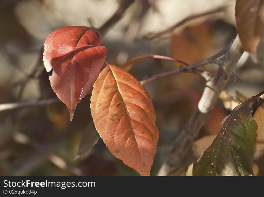 This image shows two autumn leaves about to let go of the tree. This image shows two autumn leaves about to let go of the tree