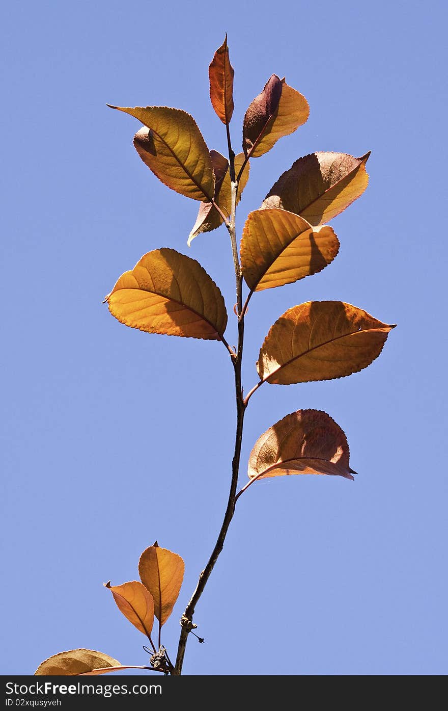 This image shows various autumn leaves about to let go of the tree. This image shows various autumn leaves about to let go of the tree