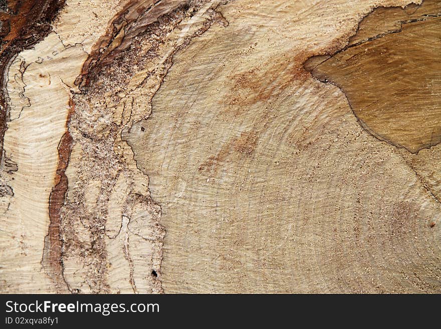 Cut down the tree rings