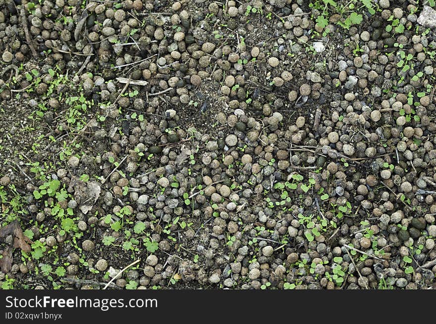 This image shows the droppings left by rabbits in the field. This image shows the droppings left by rabbits in the field