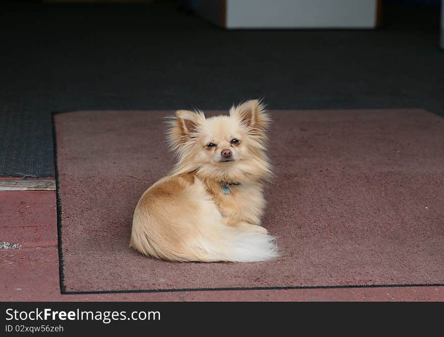 Tiny cream fluffy chihuahua dog lying down on the mat outside a shop. Tiny cream fluffy chihuahua dog lying down on the mat outside a shop