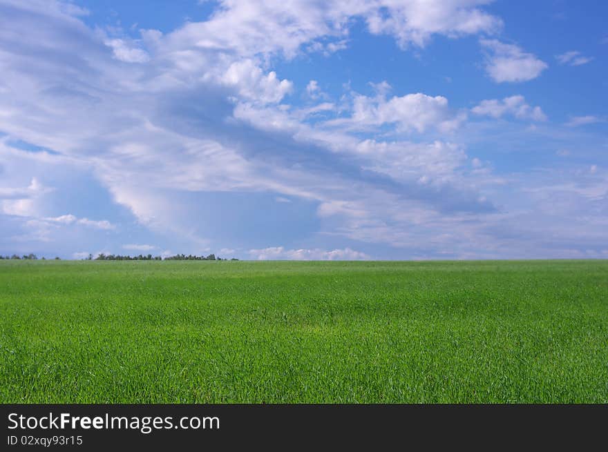 Photo of the beautiful summer meadow with green grass. Photo of the beautiful summer meadow with green grass