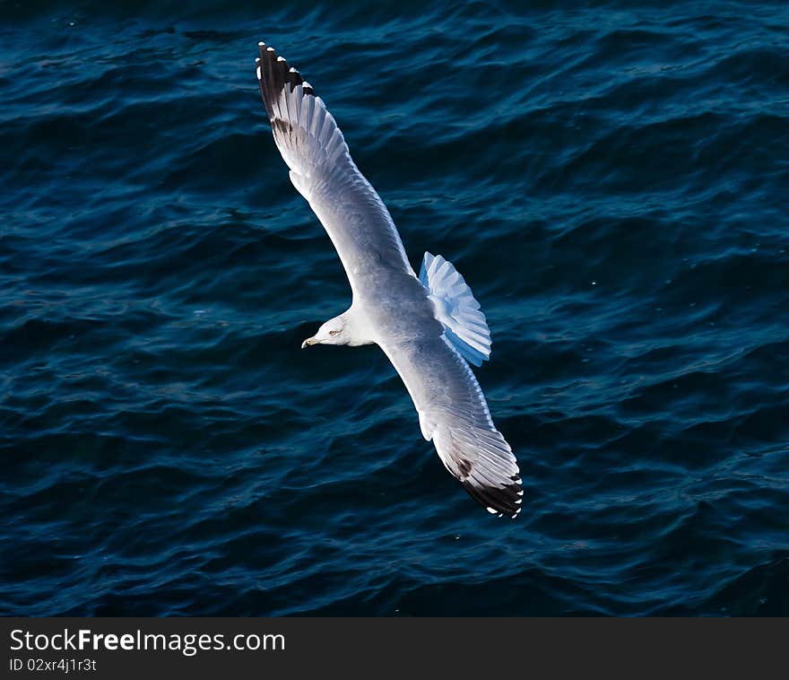 A seagull nice aerial stunt