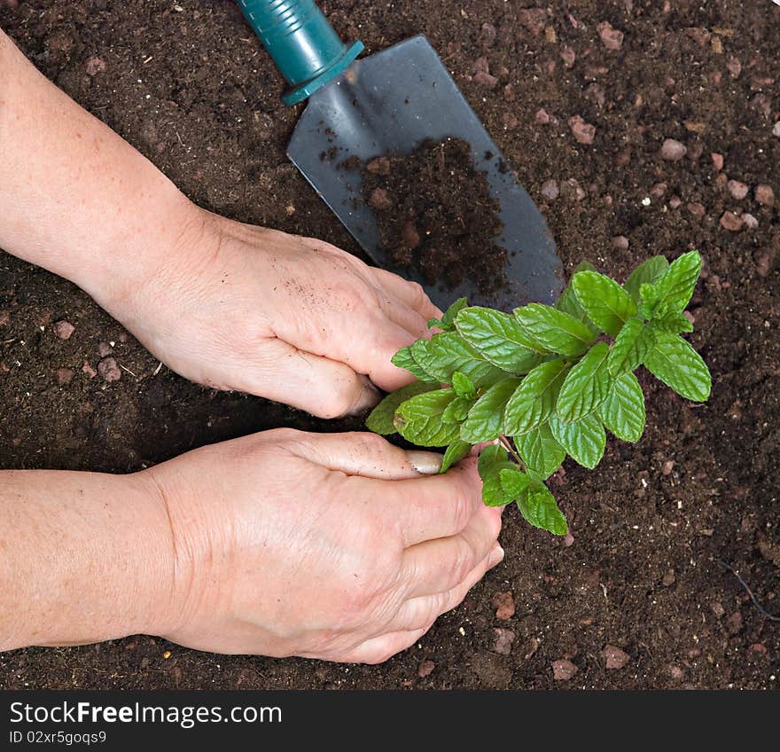 Hands with soil