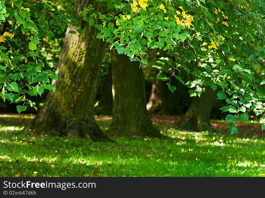 Beautiful, harmonious forest fragment from Hungary. Beautiful, harmonious forest fragment from Hungary