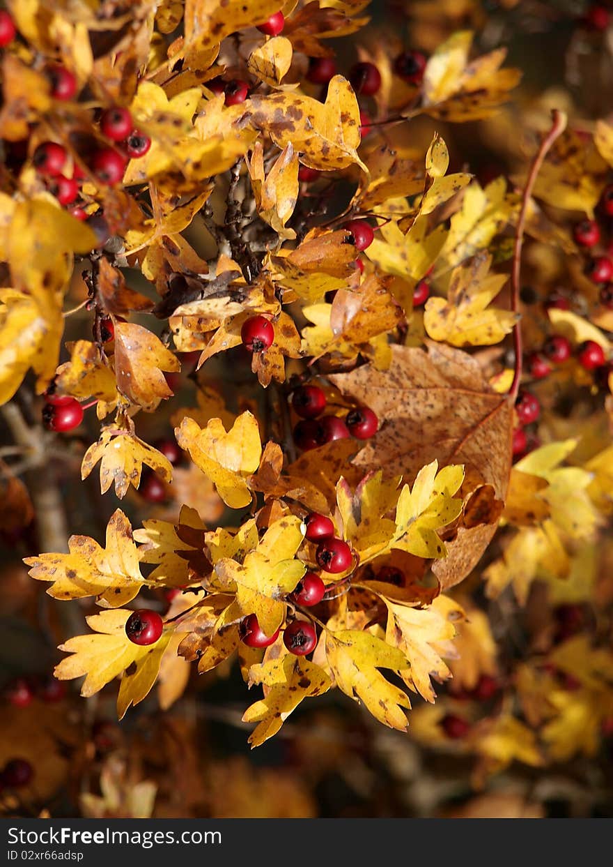 Detail admission with autumn leaves. Detail admission with autumn leaves