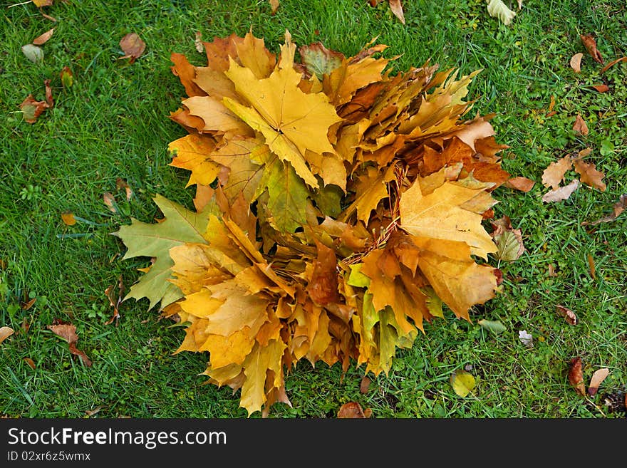 Crown of maple leaf