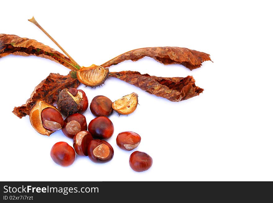 Chestnuts shot on a white background, group shot