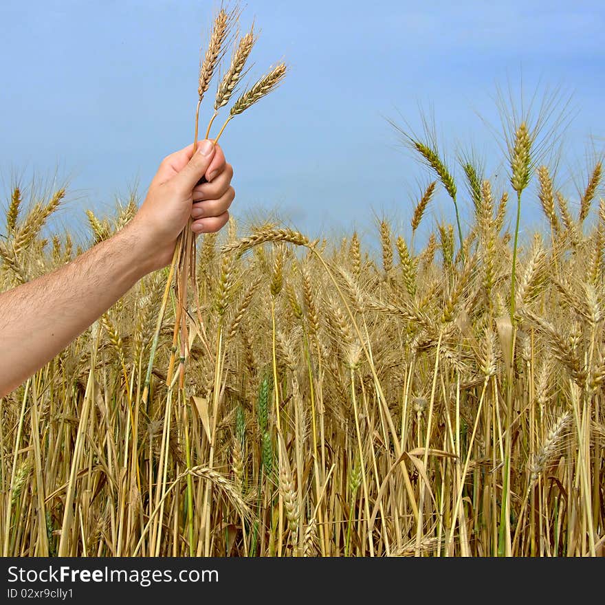 Farmer Presenting Bunch Of Wheat