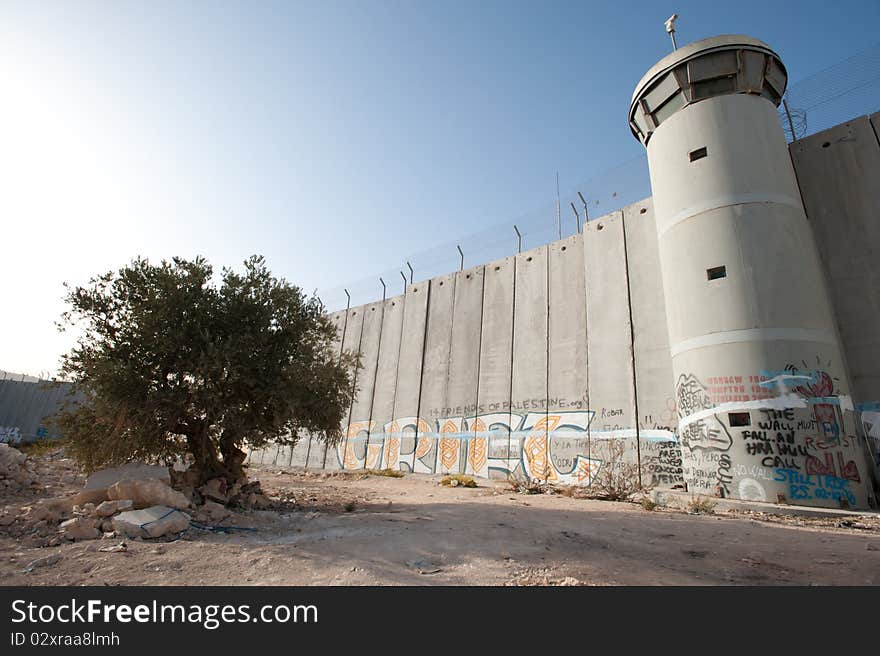 Olive Tree And Israeli Separation Barrier