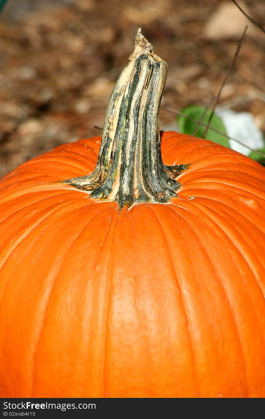 Pumpkin stem