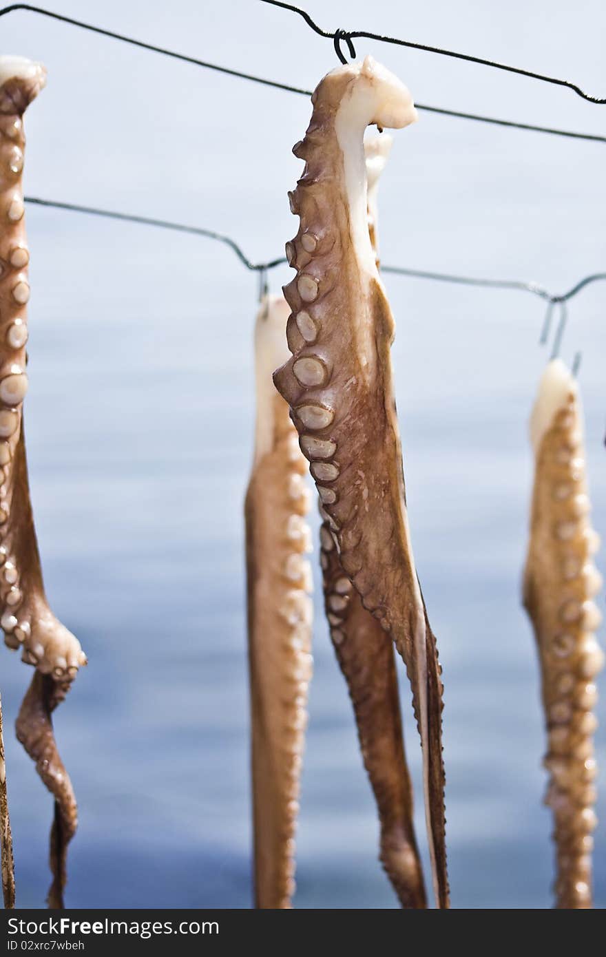 Octopus drying on the string in a Greek island. Octopus drying on the string in a Greek island