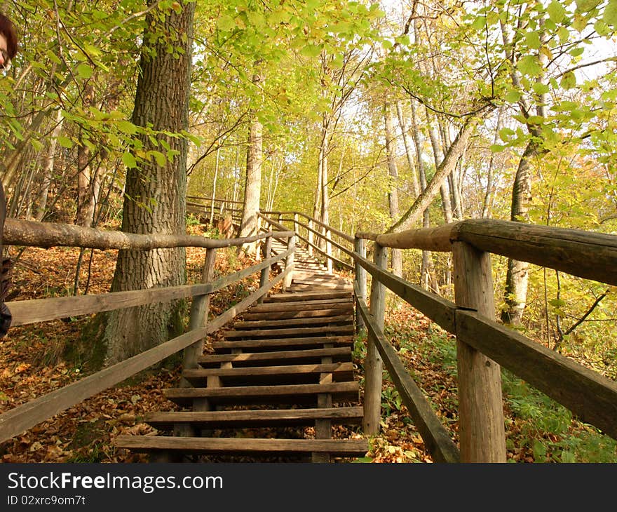 Wooden stairs in the forest