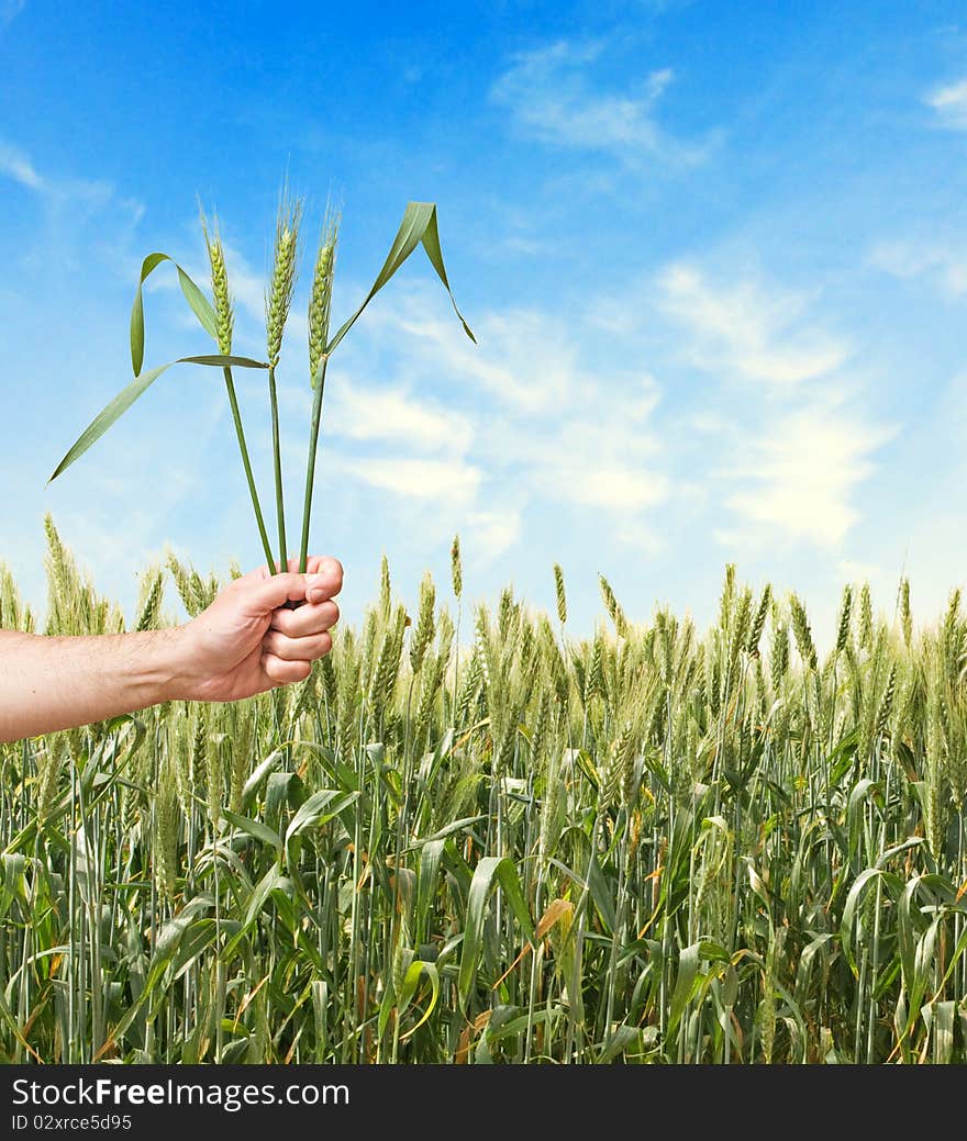 Farmer with wheat