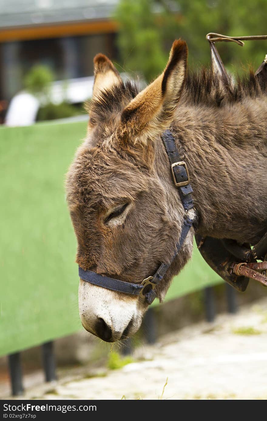 Muzzle isolated donkey seen close. Muzzle isolated donkey seen close