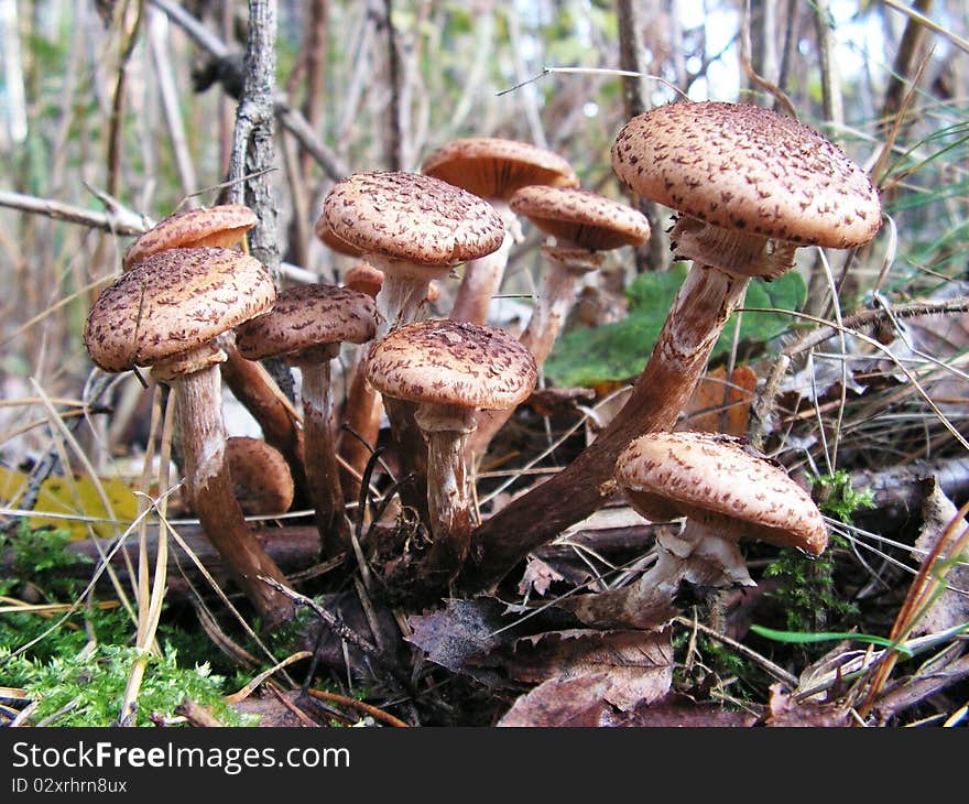 Autumn mushrooms in forest