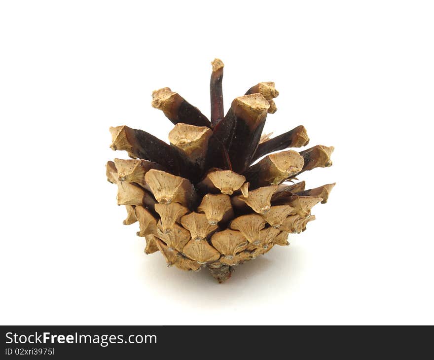 Pine Cones