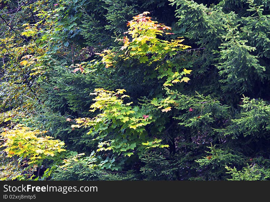 Autumn Forest