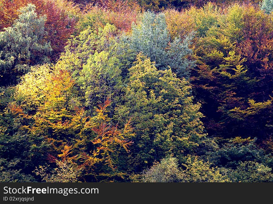 Autumn Forest