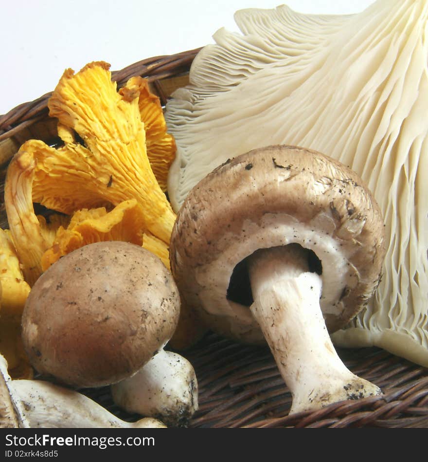 Mushrooms In Autumn