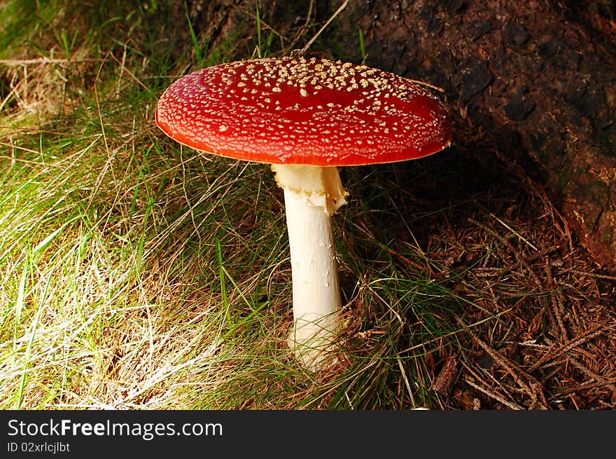 Red mushroom