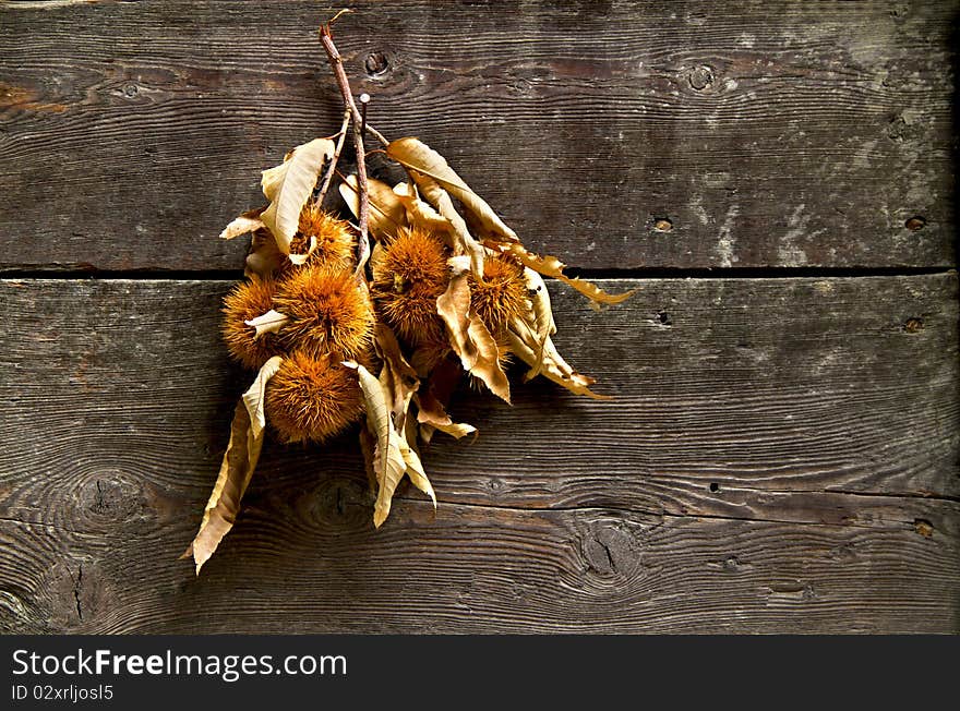 Curly chestnut hanging on a wooden door. Curly chestnut hanging on a wooden door