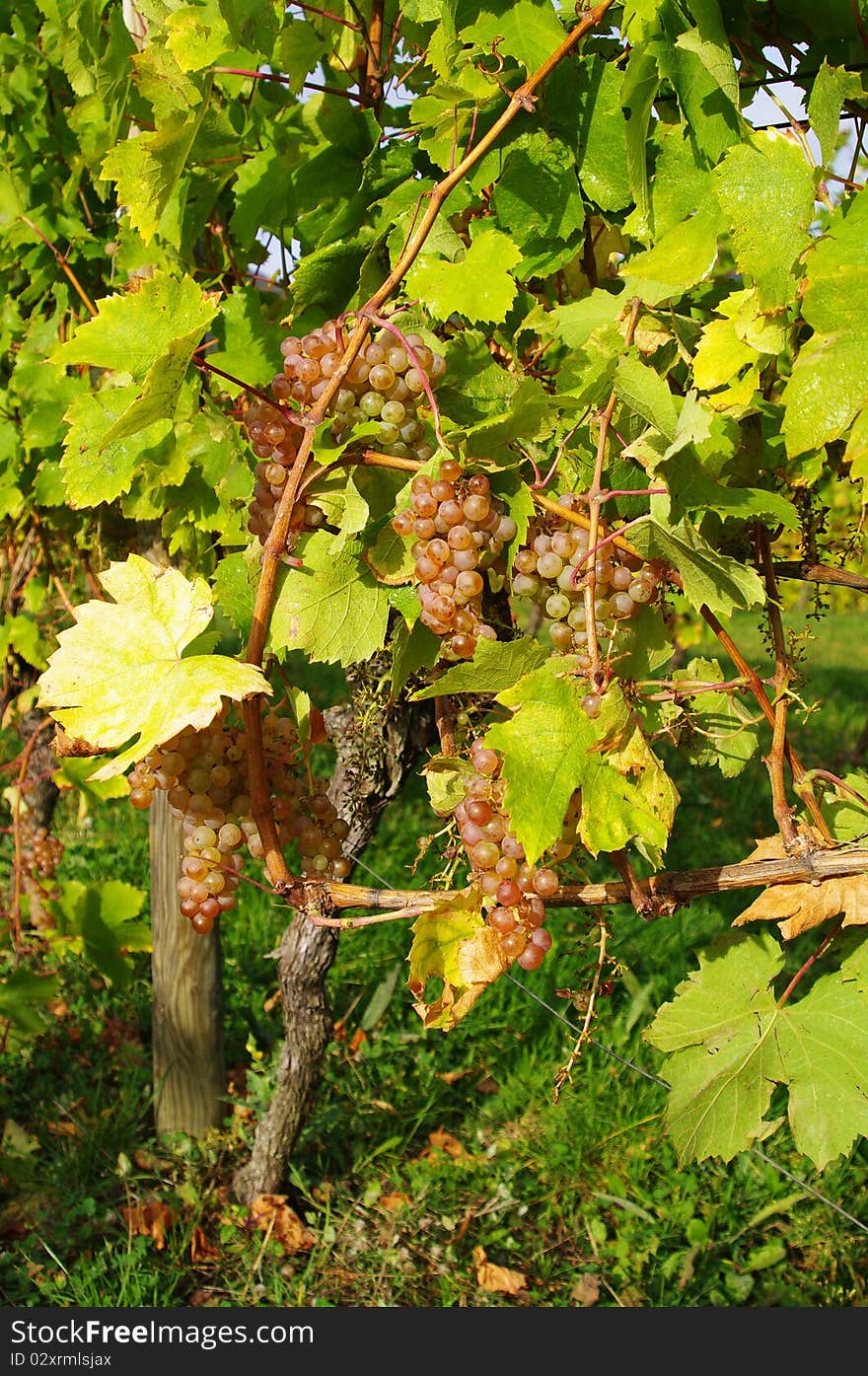 Bunch of white grapes