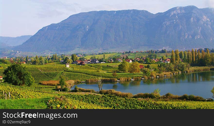 Savoyard vineyard