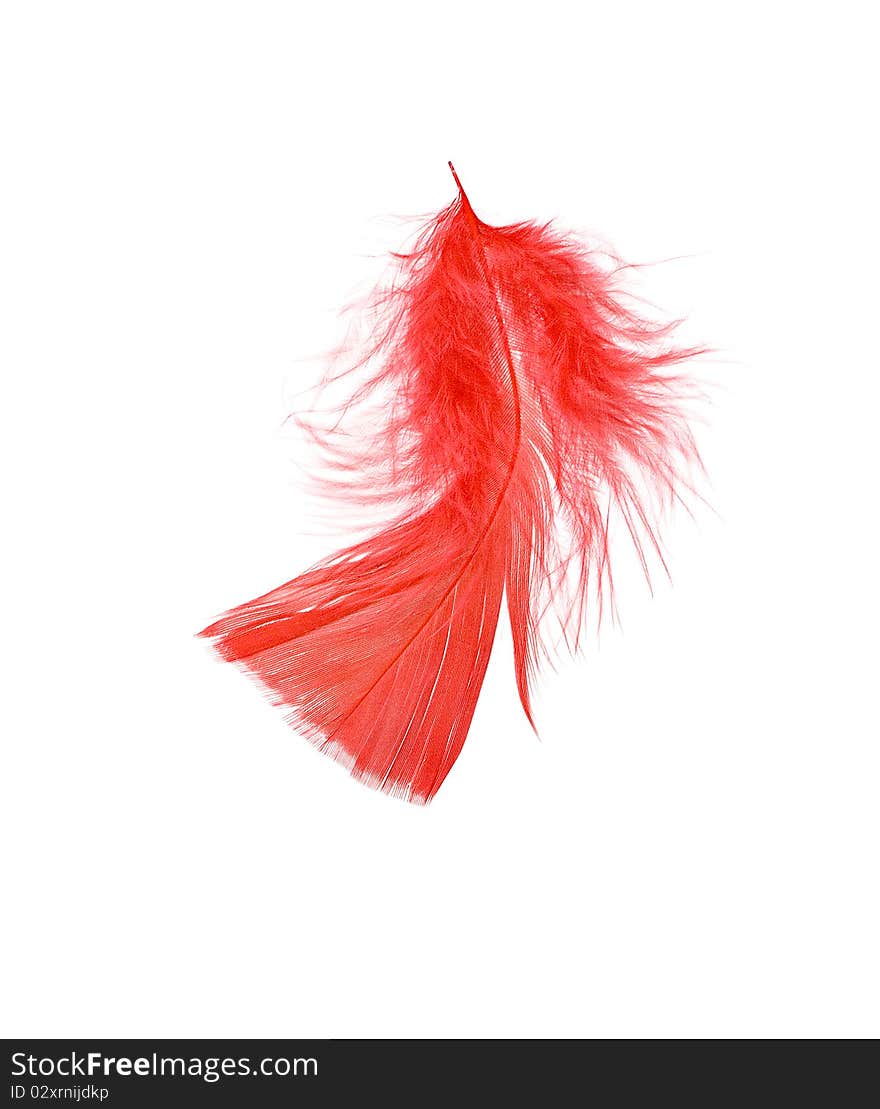 Close up of red feather