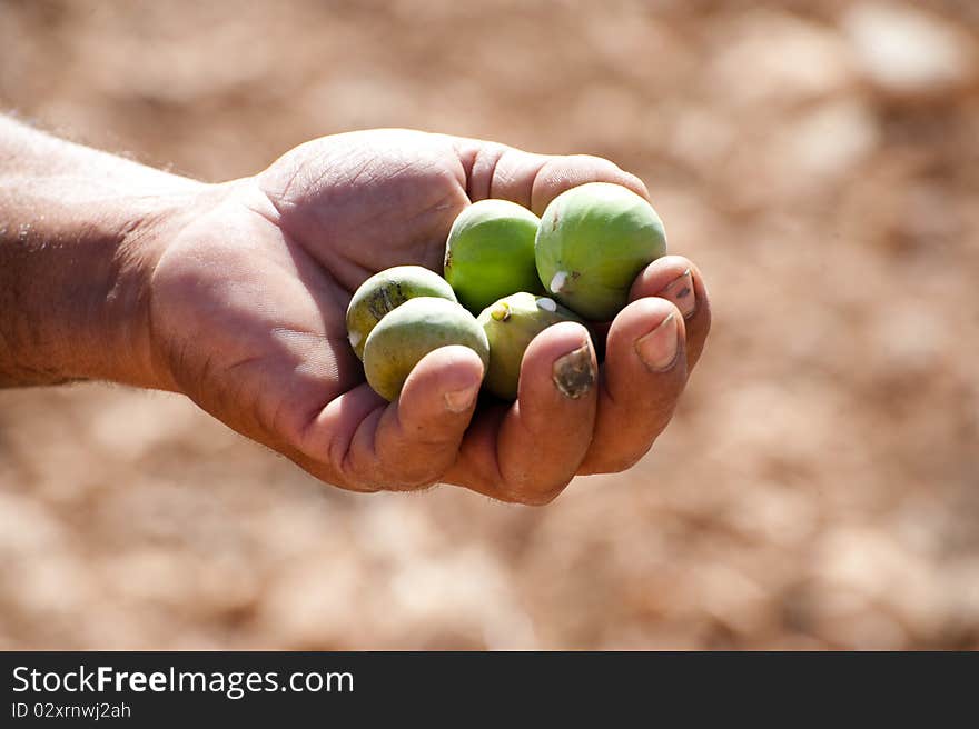 Hand-Picked Figs