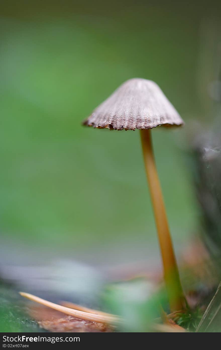 Mushroom