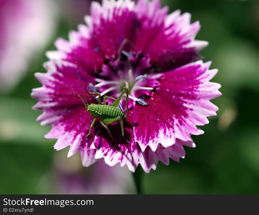 A grass hop on a flower