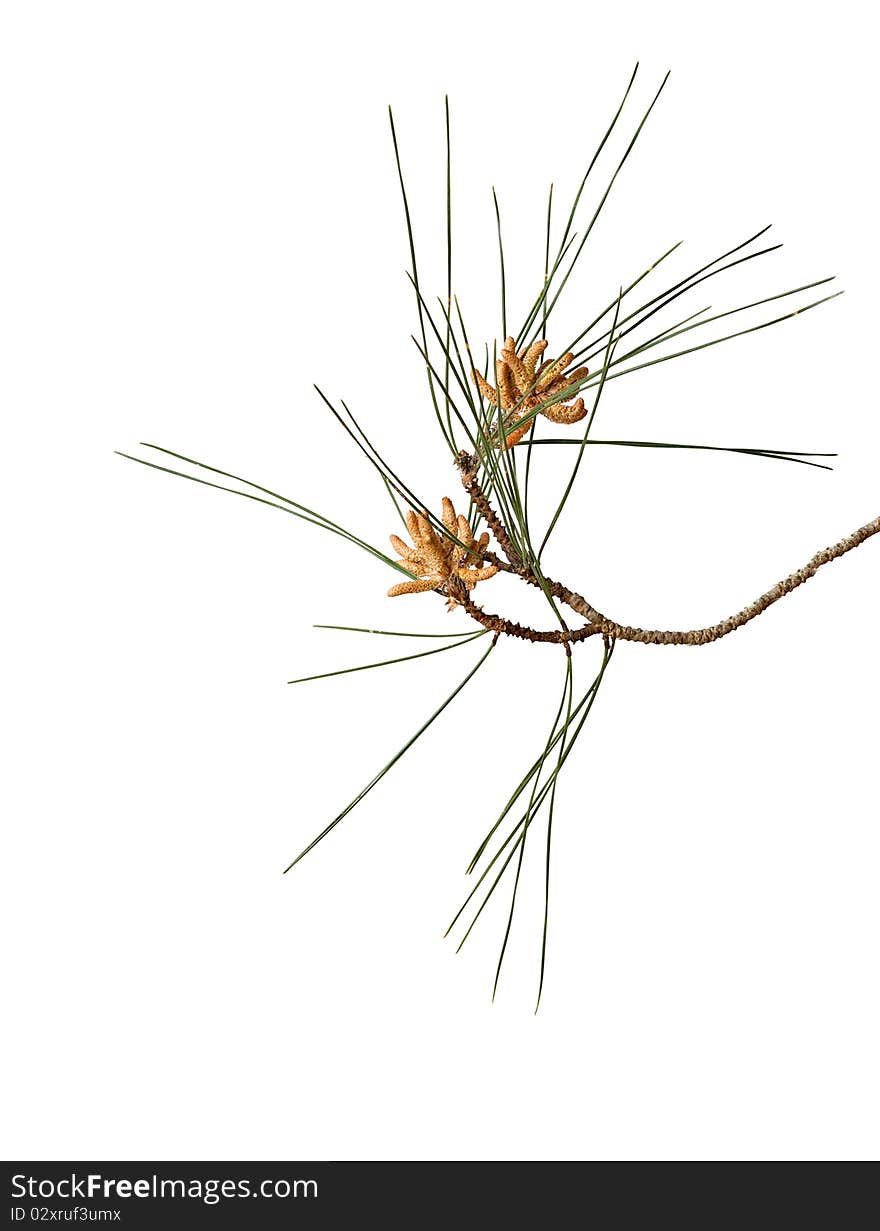 Pine Branch With Cones