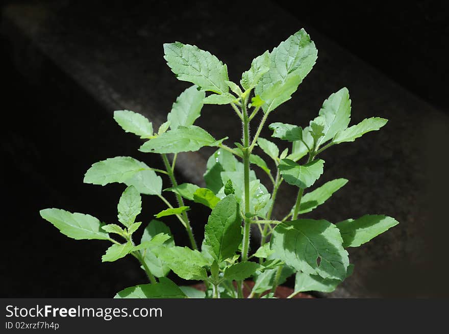 Basil fresh leaves