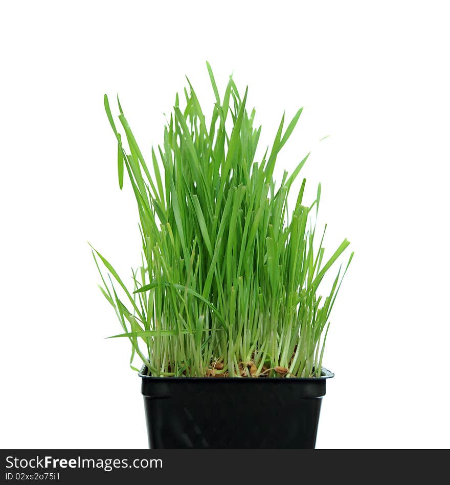 A macro closeup of wheat grass growing from the roots in the ground of dirt and soil. A macro closeup of wheat grass growing from the roots in the ground of dirt and soil