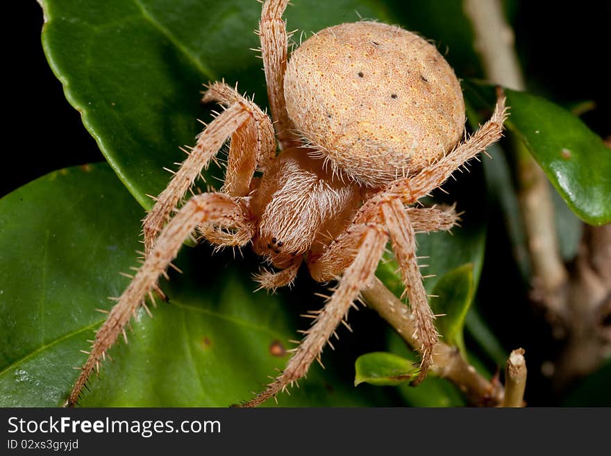 This is a 1x macro shot of a brown hairy spider.