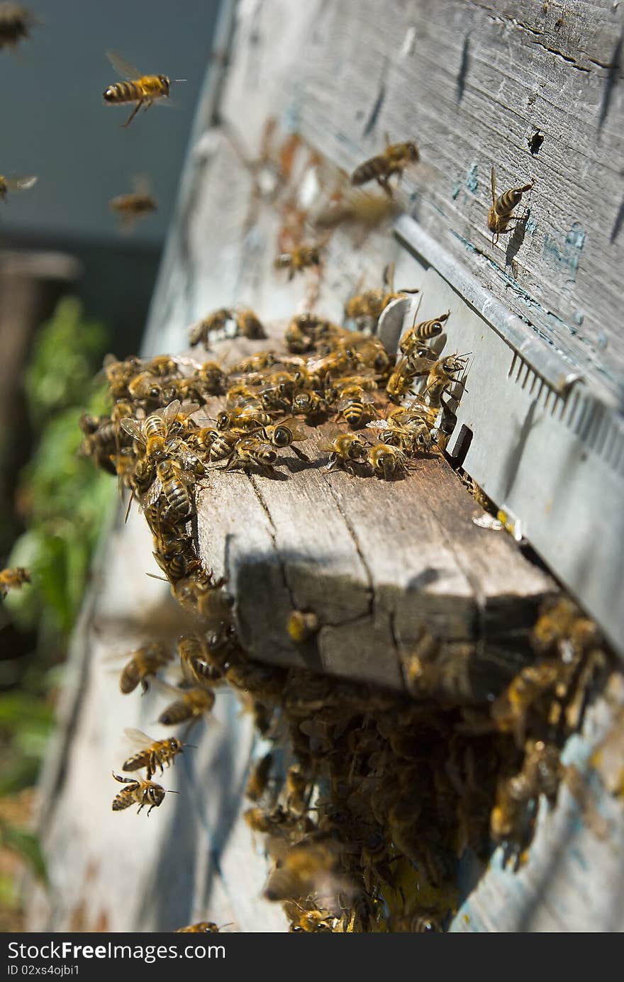 Photographing on an apiary during honey extraction. Photographing on an apiary during honey extraction