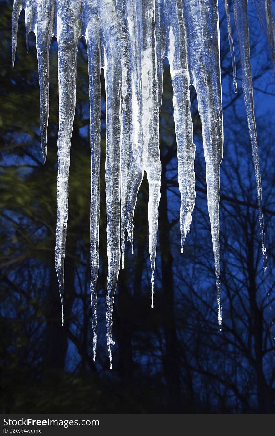 Graceful, long icicles, pure and crystal, shine against the dark of forest and winter twilight. Graceful, long icicles, pure and crystal, shine against the dark of forest and winter twilight