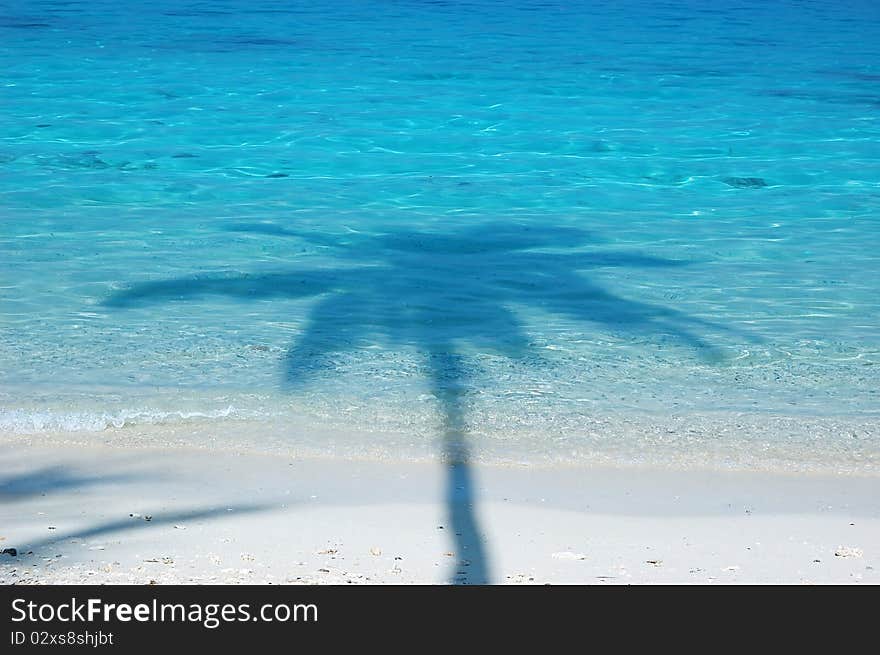 Shadow of palm trees on white sand. Shadow of palm trees on white sand