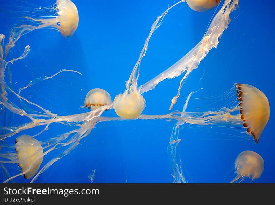 Jellyfish on a blue background. Jellyfish on a blue background.