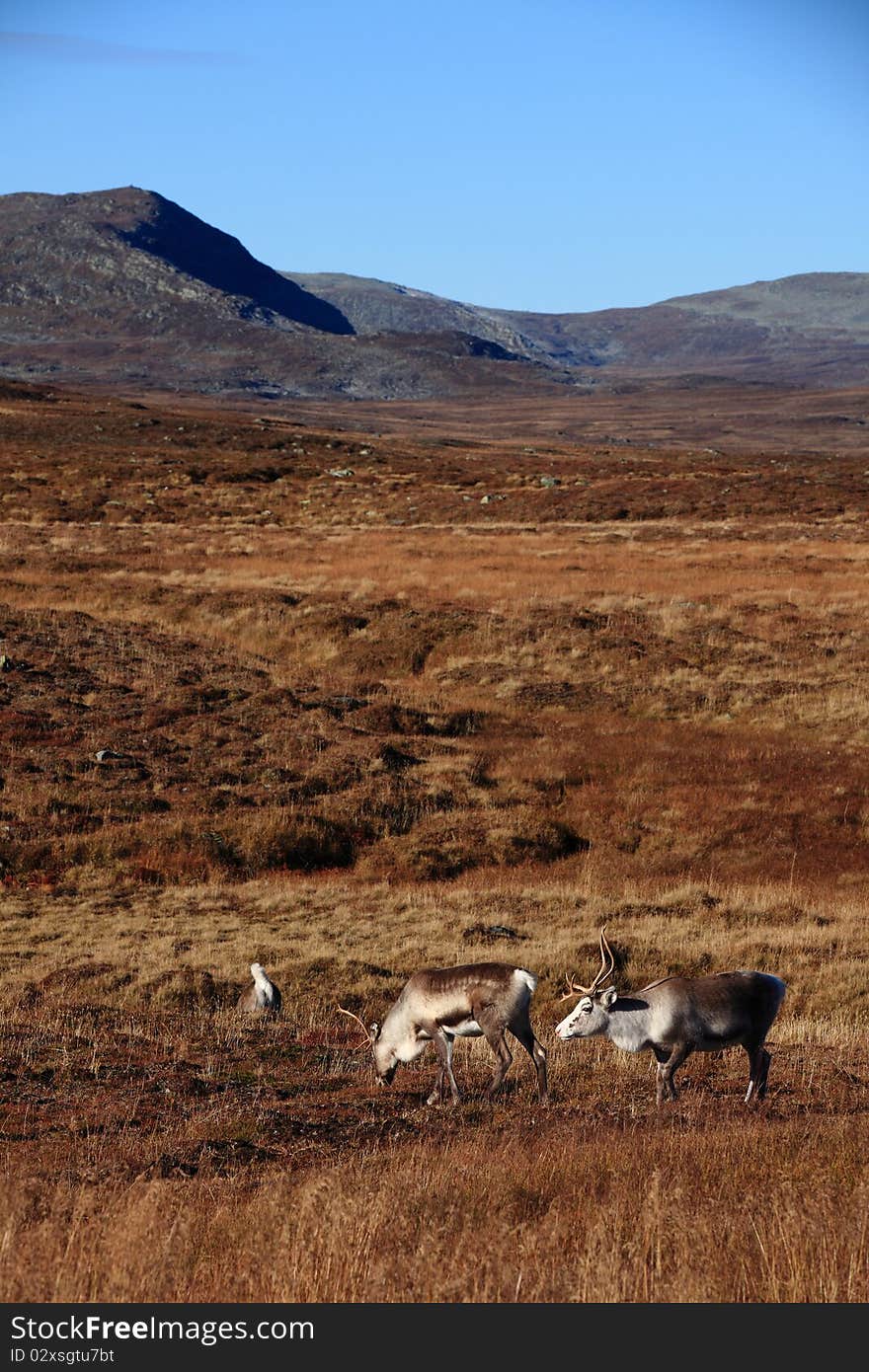 Reindeers in the north part of sweden