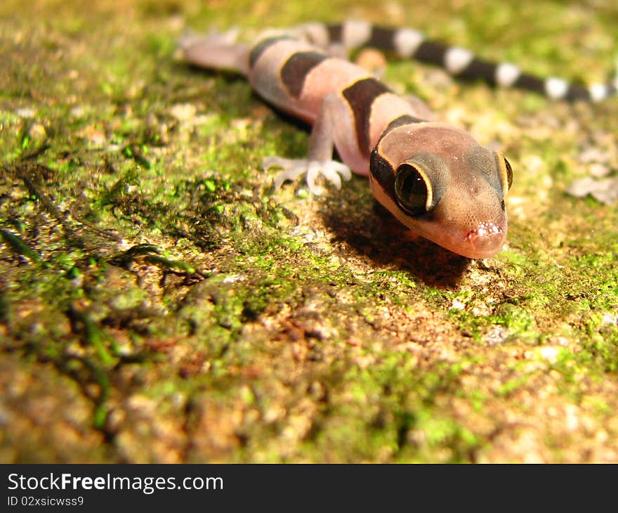 This wild animal,Cyrtodactylus intermedius from Thailand. This wild animal,Cyrtodactylus intermedius from Thailand