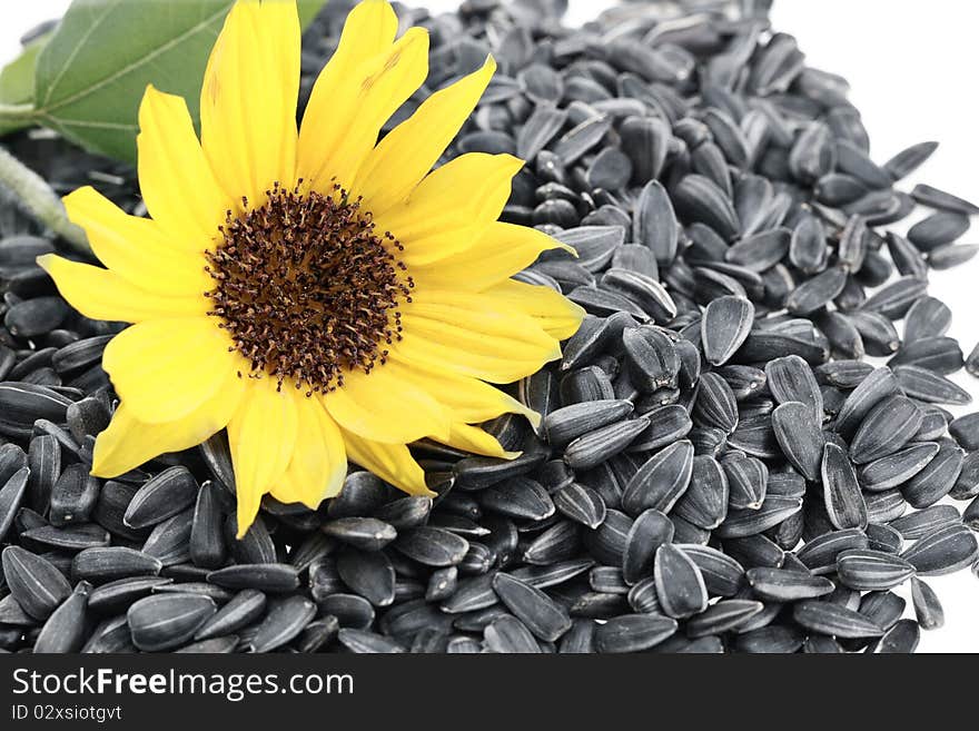 Sunflower Seeds