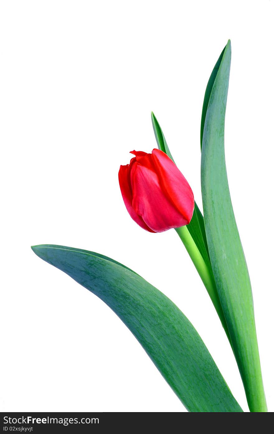 A Single tulip isolated on white background