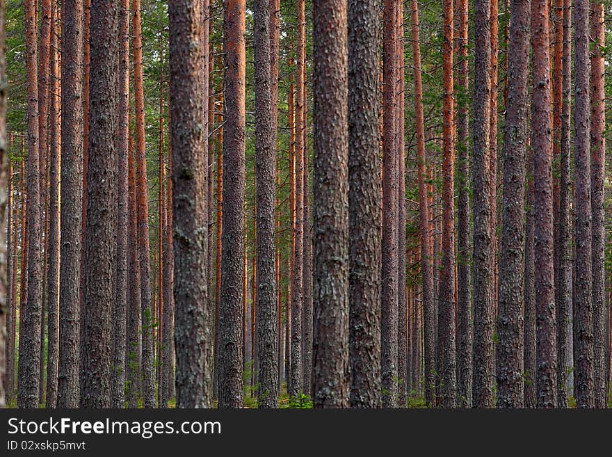 A lot of straight trunks. A lot of straight trunks